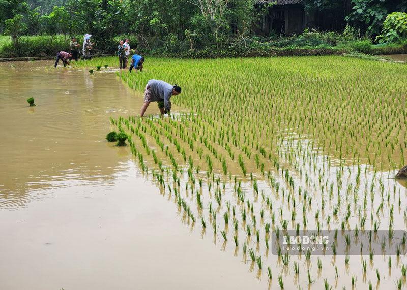 Giá đất ruộng biến động ra sao sau khi Luật Đất đai 2024 có hiệu lực