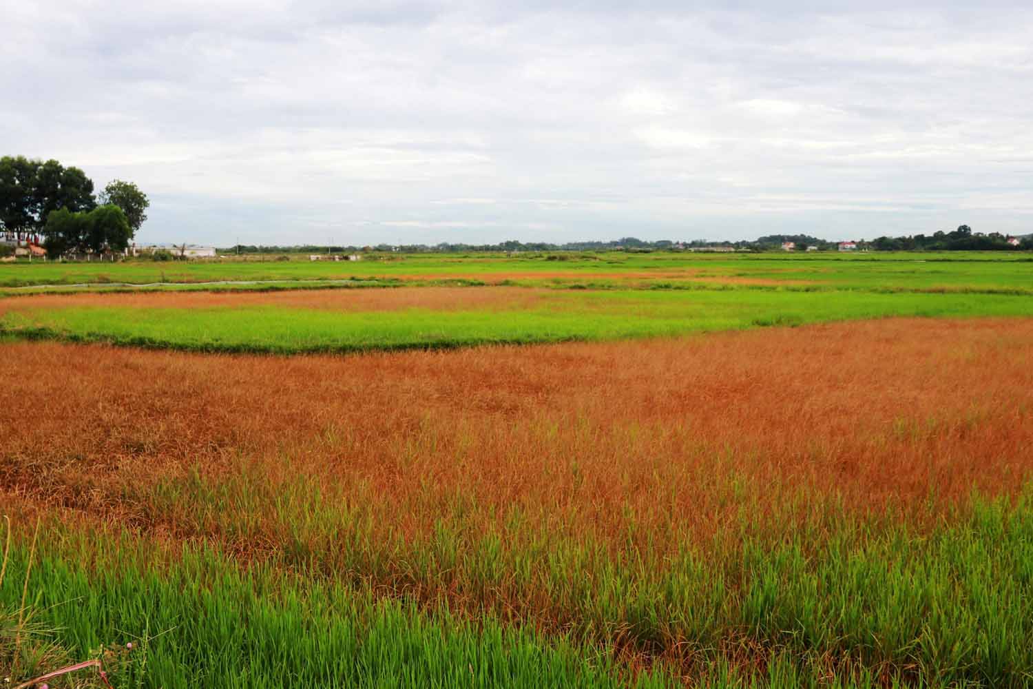 Những thửa ruộng lúa chết kho do sự cố tràn dầu. Ảnh: Trần Tuấn.