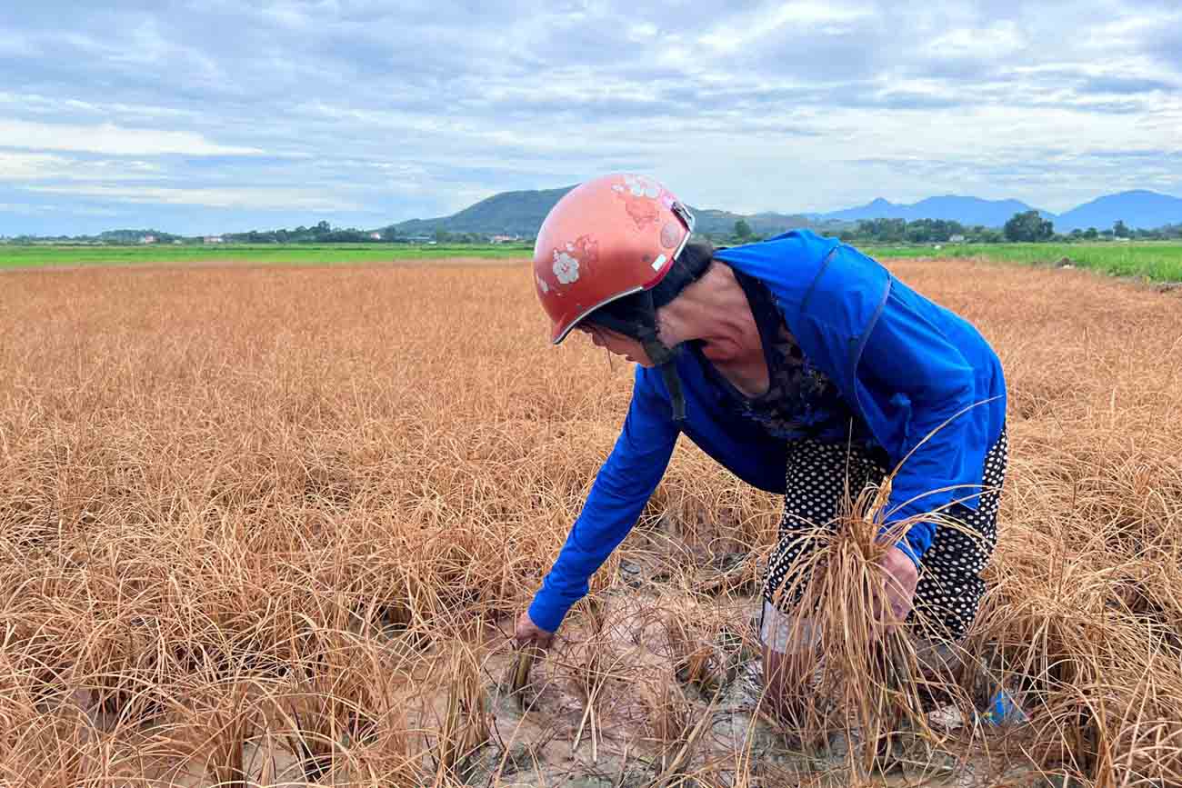 Tràn dầu do thi công cao tốc làm nhiều ruộng lúa chết khô